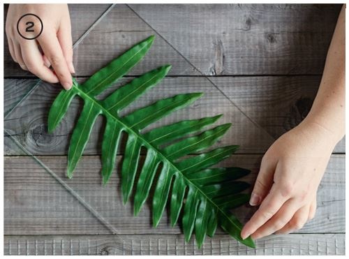 Иллюстрация к книге — Urban Jungle. Как создать уютный интерьер с помощью растений [i_162.jpg]