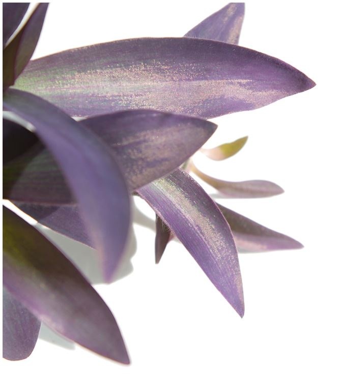 Иллюстрация к книге — Urban Jungle. Как создать уютный интерьер с помощью растений [i_165.jpg]