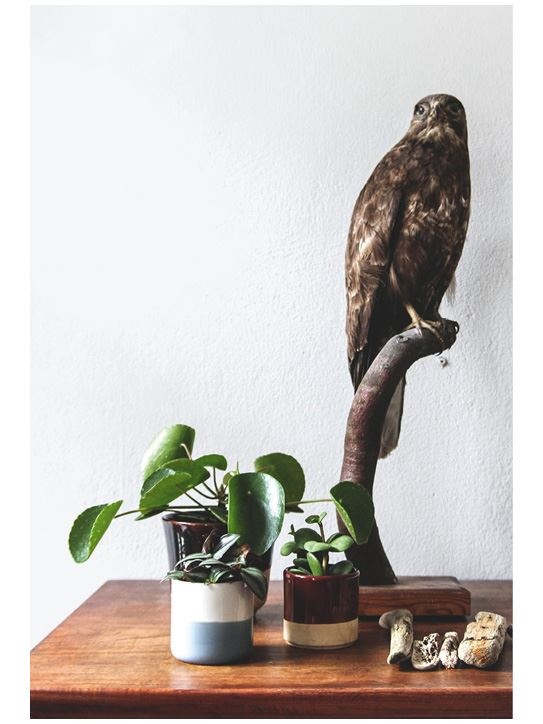 Иллюстрация к книге — Urban Jungle. Как создать уютный интерьер с помощью растений [i_171.jpg]