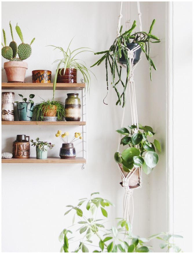 Иллюстрация к книге — Urban Jungle. Как создать уютный интерьер с помощью растений [i_179.jpg]