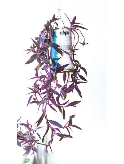 Иллюстрация к книге — Urban Jungle. Как создать уютный интерьер с помощью растений [i_181.jpg]