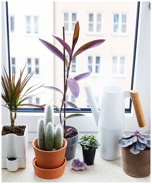 Иллюстрация к книге — Urban Jungle. Как создать уютный интерьер с помощью растений [i_183.jpg]