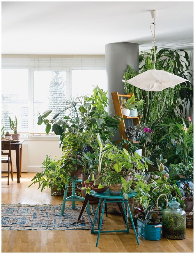 Иллюстрация к книге — Urban Jungle. Как создать уютный интерьер с помощью растений [i_193.jpg]