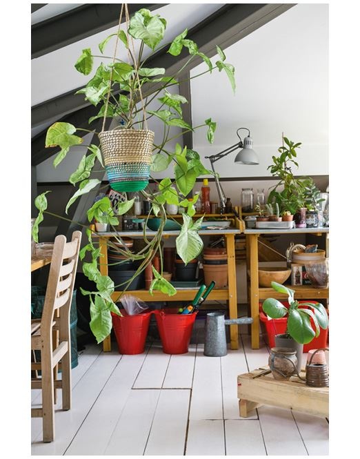 Иллюстрация к книге — Urban Jungle. Как создать уютный интерьер с помощью растений [i_197.jpg]