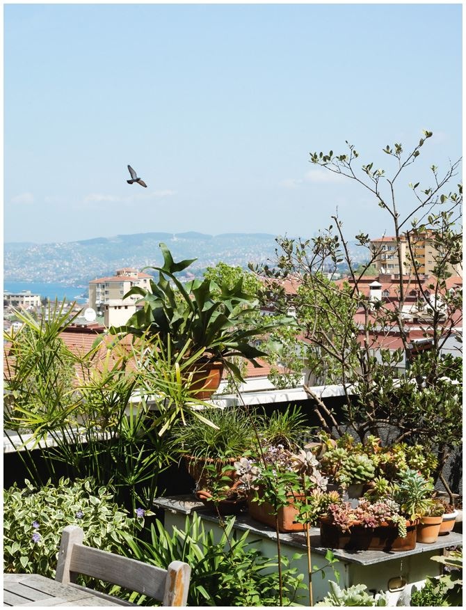 Иллюстрация к книге — Urban Jungle. Как создать уютный интерьер с помощью растений [i_200.jpg]