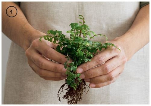 Иллюстрация к книге — Urban Jungle. Как создать уютный интерьер с помощью растений [i_205.jpg]