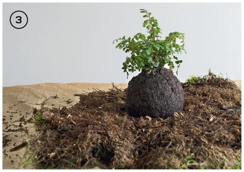 Иллюстрация к книге — Urban Jungle. Как создать уютный интерьер с помощью растений [i_207.jpg]