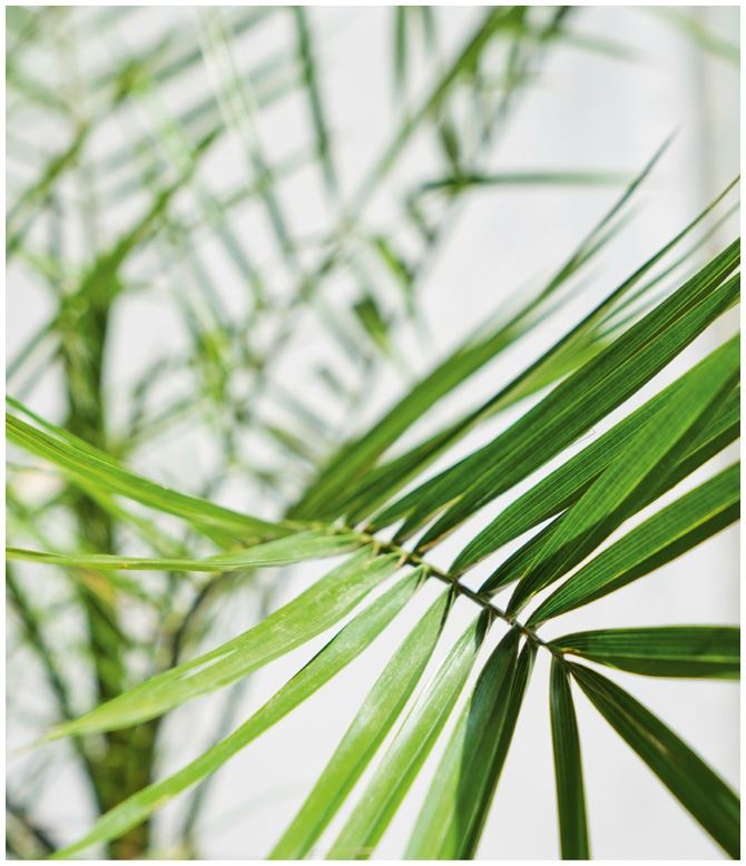 Иллюстрация к книге — Urban Jungle. Как создать уютный интерьер с помощью растений [i_209.jpg]