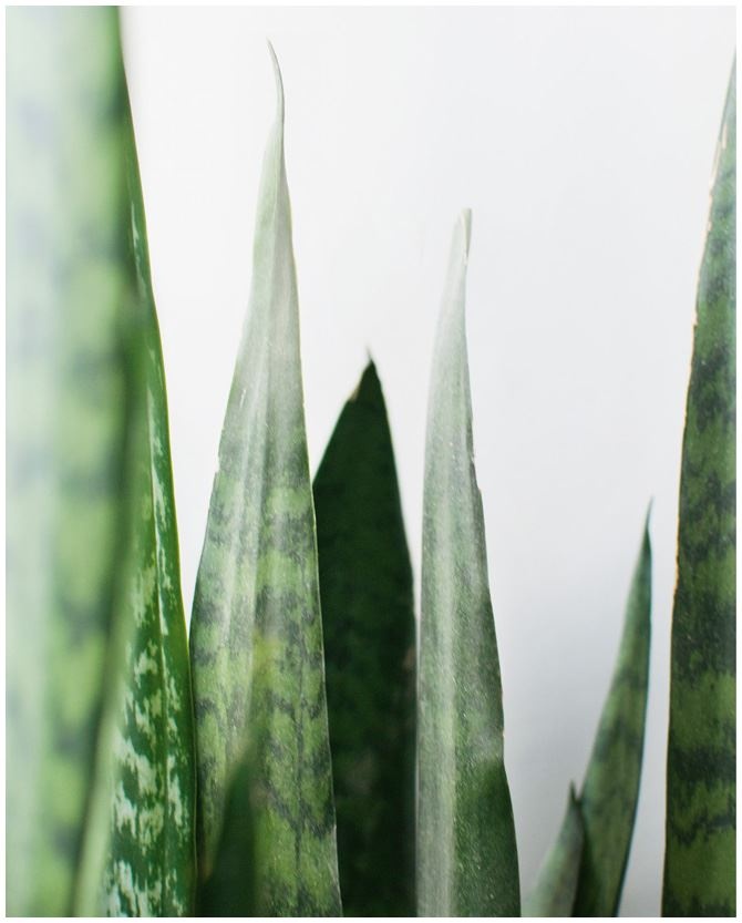 Иллюстрация к книге — Urban Jungle. Как создать уютный интерьер с помощью растений [i_214.jpg]