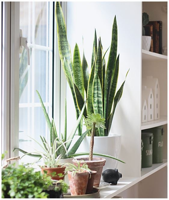 Иллюстрация к книге — Urban Jungle. Как создать уютный интерьер с помощью растений [i_215.jpg]