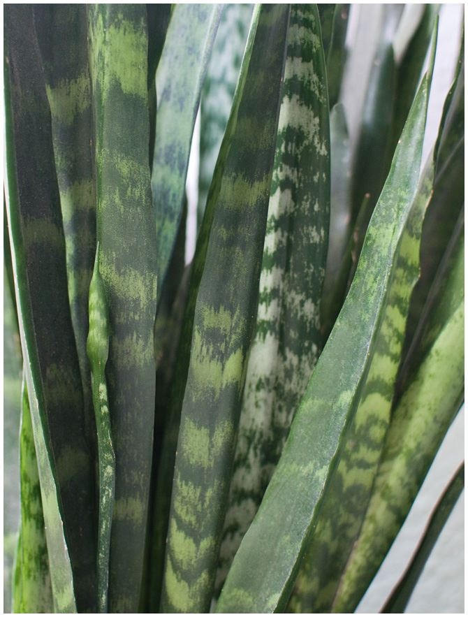 Иллюстрация к книге — Urban Jungle. Как создать уютный интерьер с помощью растений [i_218.jpg]