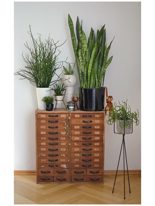 Иллюстрация к книге — Urban Jungle. Как создать уютный интерьер с помощью растений [i_225.jpg]