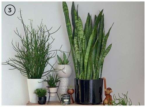 Иллюстрация к книге — Urban Jungle. Как создать уютный интерьер с помощью растений [i_231.jpg]