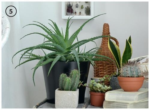 Иллюстрация к книге — Urban Jungle. Как создать уютный интерьер с помощью растений [i_233.jpg]