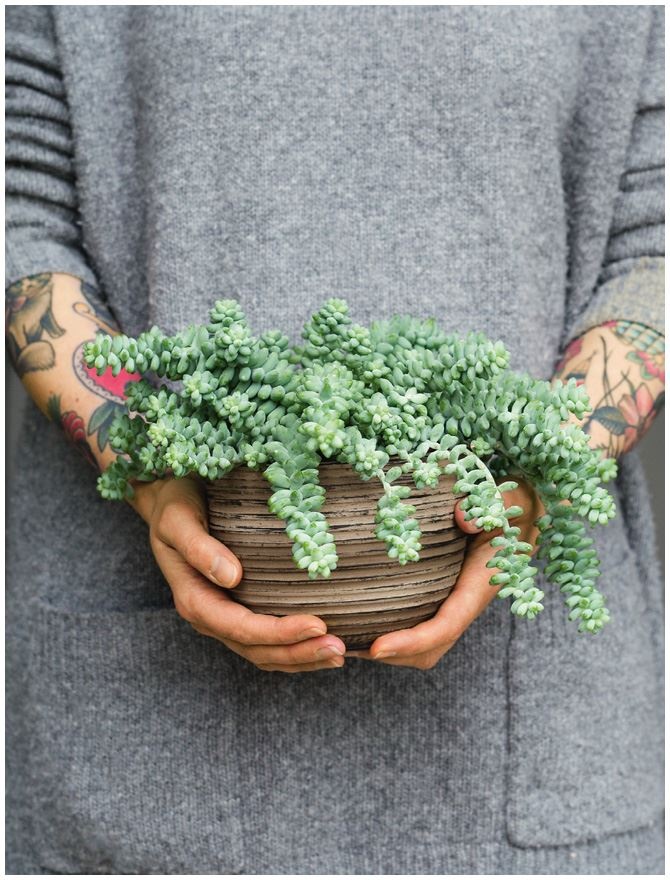 Иллюстрация к книге — Urban Jungle. Как создать уютный интерьер с помощью растений [i_235.jpg]