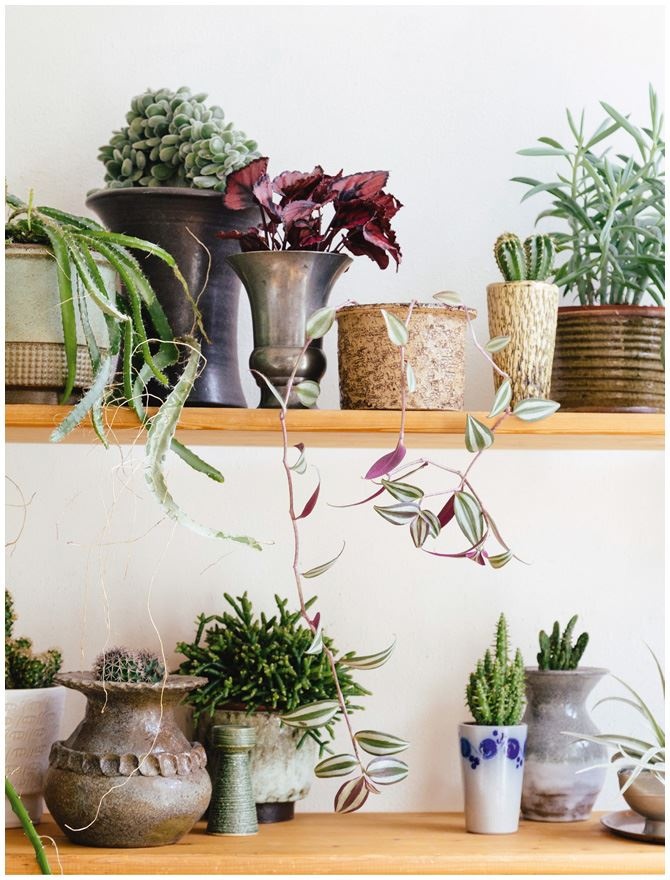 Иллюстрация к книге — Urban Jungle. Как создать уютный интерьер с помощью растений [i_236.jpg]