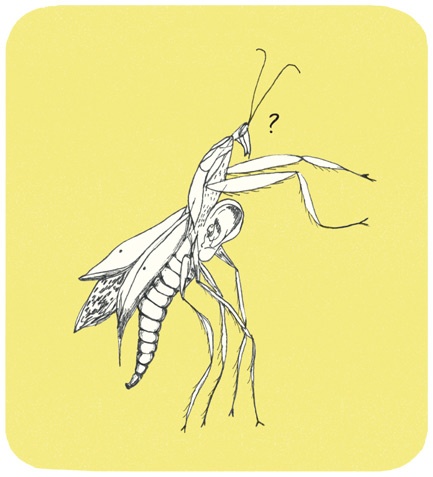 Иллюстрация к книге — Может ли жираф облизать свои уши? [i_005.jpg]