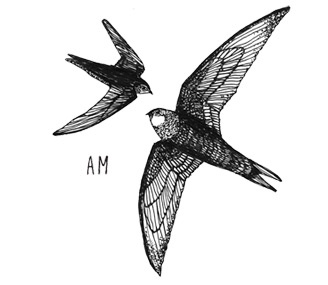 Иллюстрация к книге — Может ли жираф облизать свои уши? [i_012.jpg]