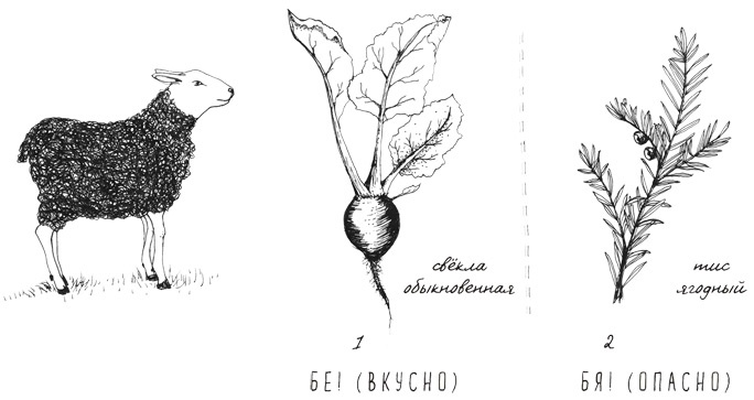 Иллюстрация к книге — Может ли жираф облизать свои уши? [i_022.jpg]