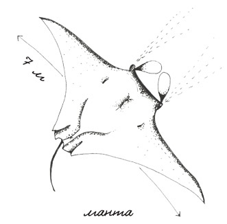 Иллюстрация к книге — Может ли жираф облизать свои уши? [i_025.jpg]