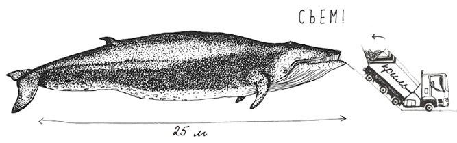 Иллюстрация к книге — Может ли жираф облизать свои уши? [i_032.jpg]