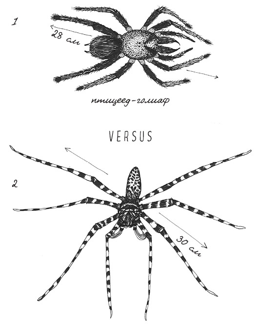 Иллюстрация к книге — Может ли жираф облизать свои уши? [i_035.jpg]