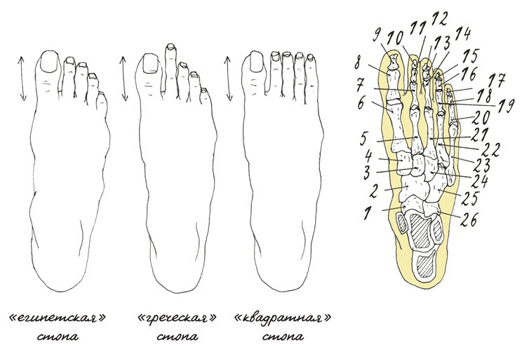 Иллюстрация к книге — Может ли жираф облизать свои уши? [i_064.jpg]