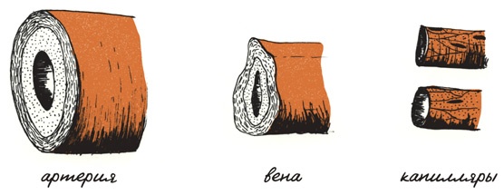 Иллюстрация к книге — Может ли жираф облизать свои уши? [i_067.jpg]