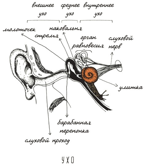 Иллюстрация к книге — Может ли жираф облизать свои уши? [i_068.jpg]