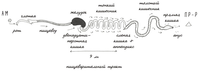 Иллюстрация к книге — Может ли жираф облизать свои уши? [i_078.jpg]