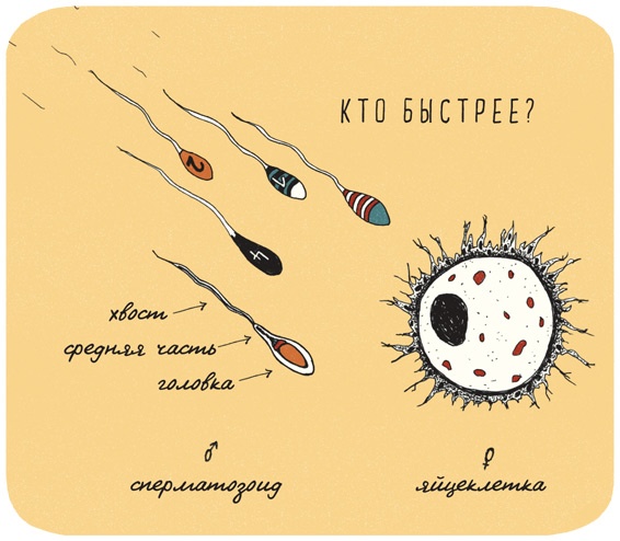 Иллюстрация к книге — Может ли жираф облизать свои уши? [i_079.jpg]