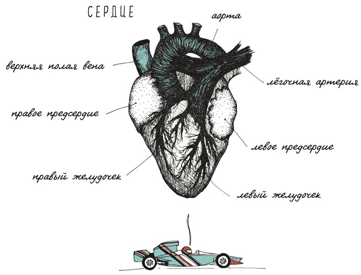 Иллюстрация к книге — Может ли жираф облизать свои уши? [i_087.jpg]