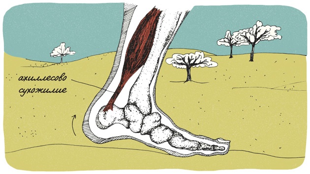 Иллюстрация к книге — Может ли жираф облизать свои уши? [i_091.jpg]