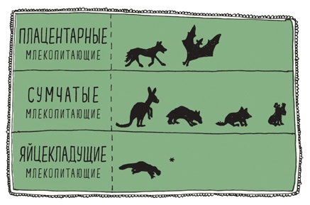 Иллюстрация к книге — Может ли жираф облизать свои уши? [i_189.jpg]