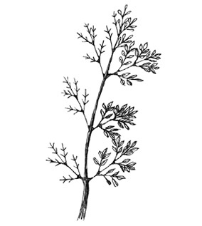 Иллюстрация к книге — Может ли жираф облизать свои уши? [i_257.jpg]