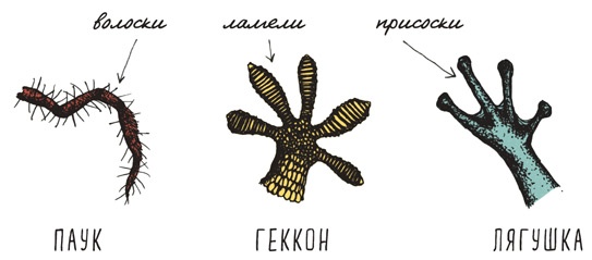 Иллюстрация к книге — Может ли жираф облизать свои уши? [i_263.jpg]