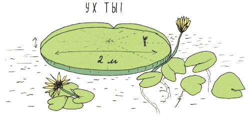 Иллюстрация к книге — Может ли жираф облизать свои уши? [i_301.jpg]