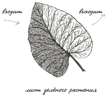 Иллюстрация к книге — Может ли жираф облизать свои уши? [i_305.jpg]