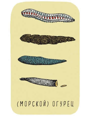 Иллюстрация к книге — Может ли жираф облизать свои уши? [i_330.jpg]