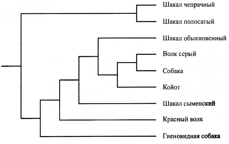 Иллюстрация к книге — Люди и собаки [i_001.jpg]