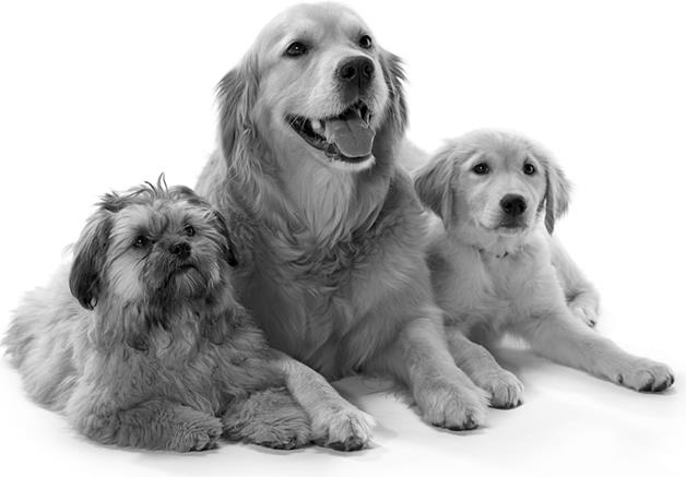 Иллюстрация к книге — «Вожак стаи». Полное руководство по дрессировке и воспитанию собак [i_001.jpg]