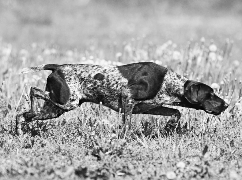 Иллюстрация к книге — «Вожак стаи». Полное руководство по дрессировке и воспитанию собак [i_020.jpg]