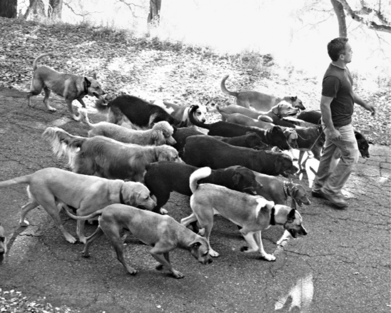 Иллюстрация к книге — «Вожак стаи». Полное руководство по дрессировке и воспитанию собак [i_022.jpg]