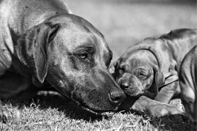 Иллюстрация к книге — «Вожак стаи». Полное руководство по дрессировке и воспитанию собак [i_024.jpg]