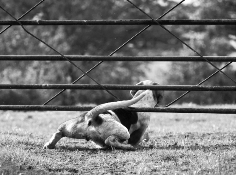 Иллюстрация к книге — «Вожак стаи». Полное руководство по дрессировке и воспитанию собак [i_035.jpg]