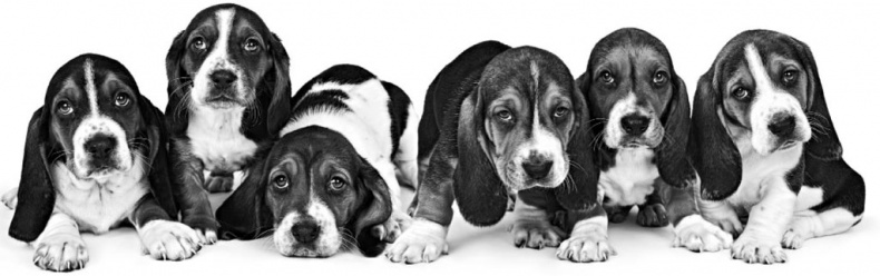 Иллюстрация к книге — «Вожак стаи». Полное руководство по дрессировке и воспитанию собак [i_045.jpg]