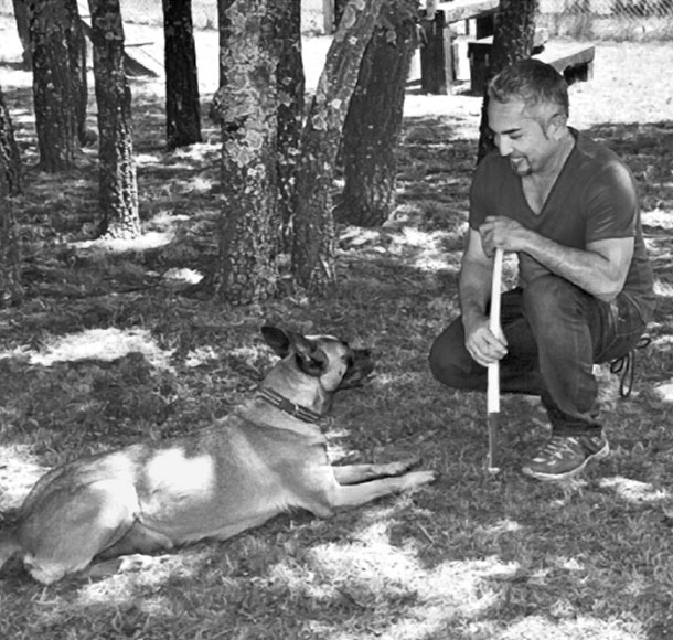 Иллюстрация к книге — «Вожак стаи». Полное руководство по дрессировке и воспитанию собак [i_047.jpg]