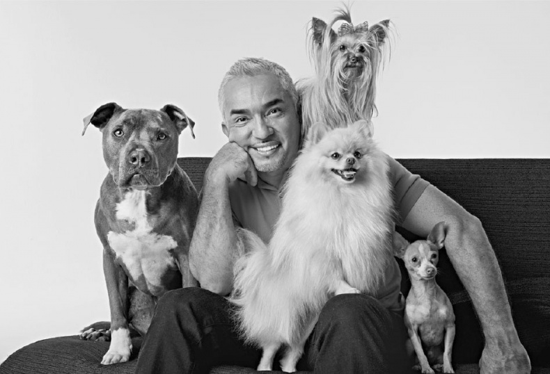 Иллюстрация к книге — «Вожак стаи». Полное руководство по дрессировке и воспитанию собак [i_071.jpg]