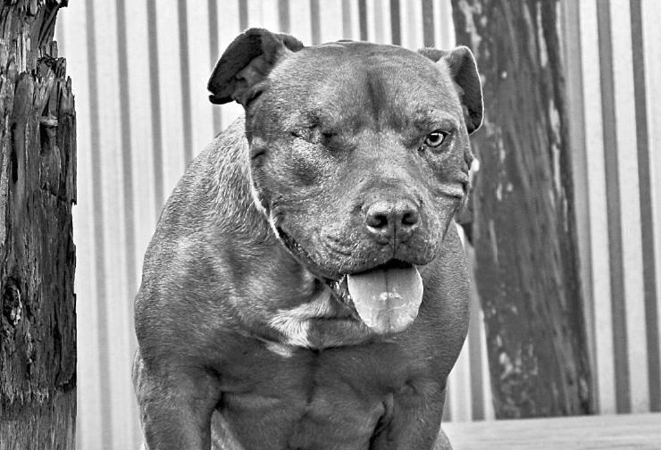 Иллюстрация к книге — Уроки для «Вожака стаи» [i_016.jpg]