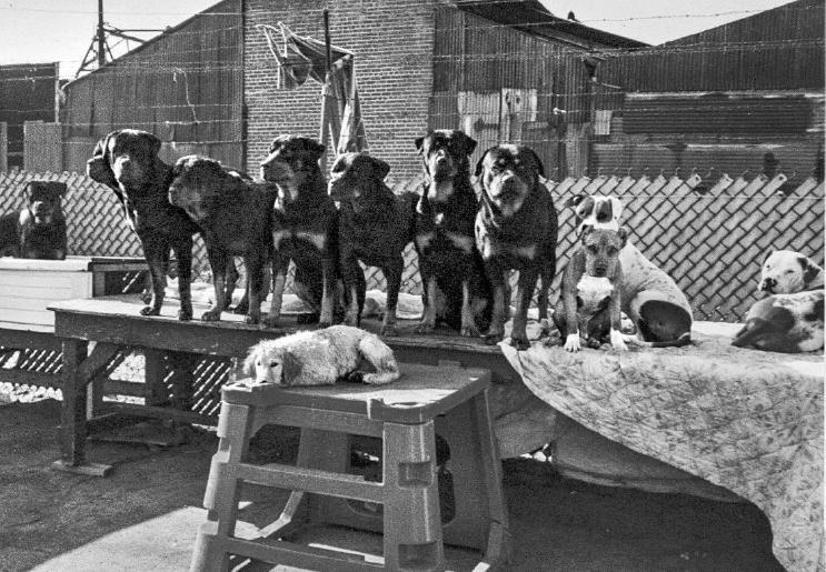 Иллюстрация к книге — Уроки для «Вожака стаи» [i_021.jpg]